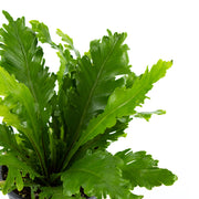 Bird's Nest Fern "Champion"