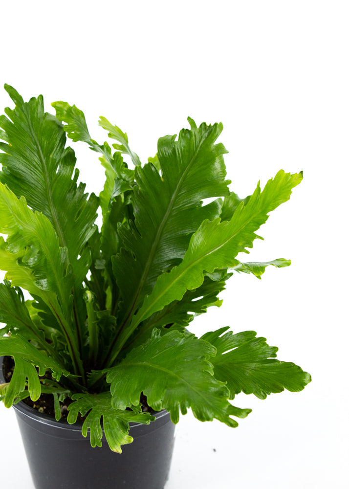 Bird's Nest Fern "Champion"