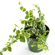 Variegated Creeping Fig (Ficus pumila)