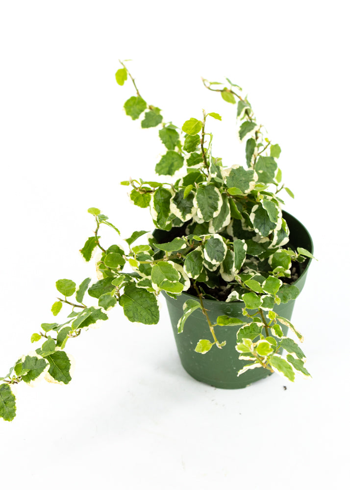 Variegated Creeping Fig (Ficus pumila)