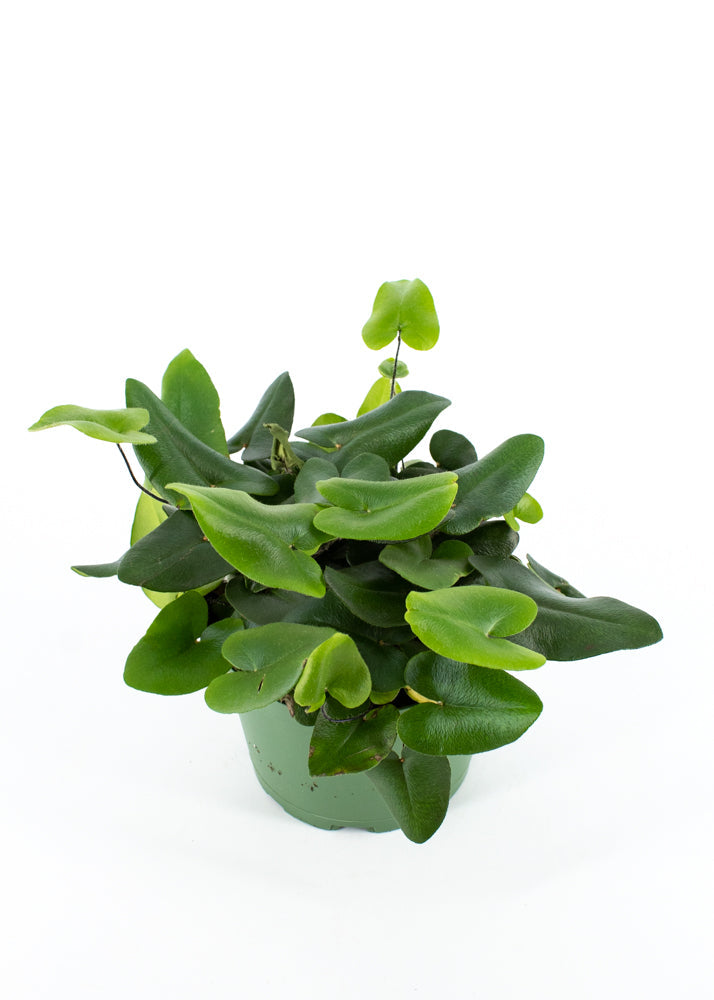 Heart Fern (Hemionitis Arifolia)