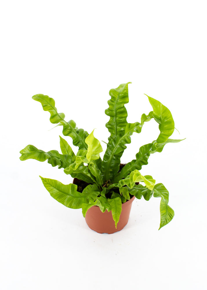 Crispy Wave Fern (Asplenium)