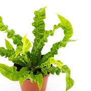 Crispy Wave Fern (Asplenium)
