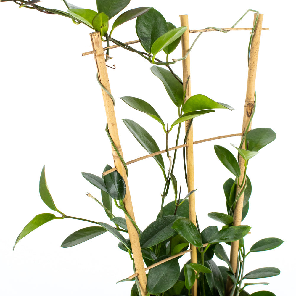 Hoya Australis Trellis
