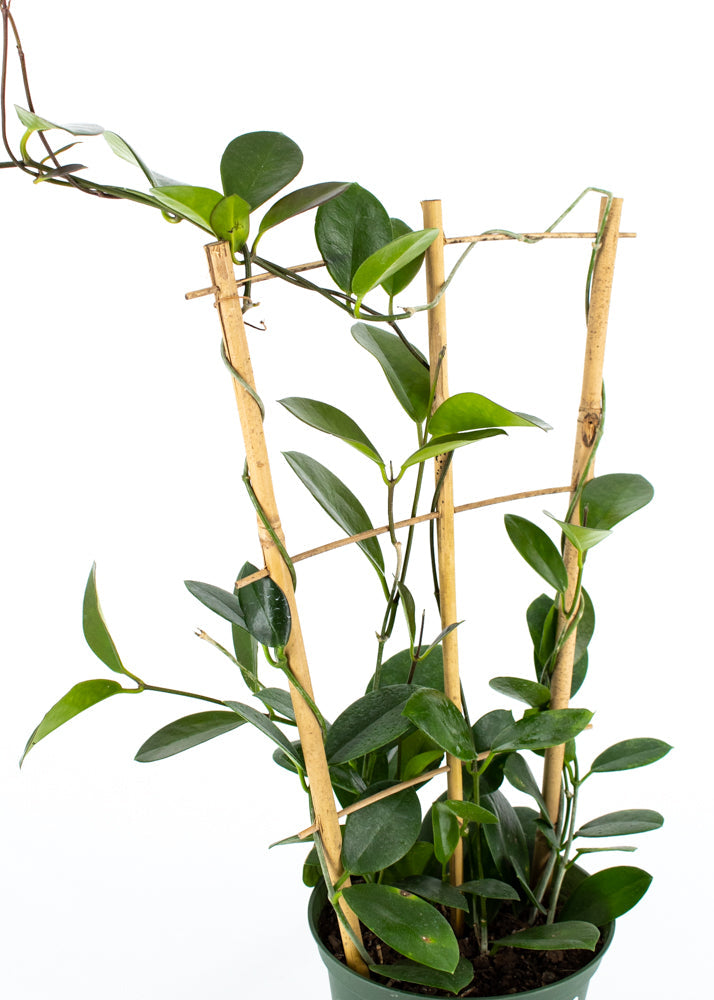 Hoya Australis Trellis