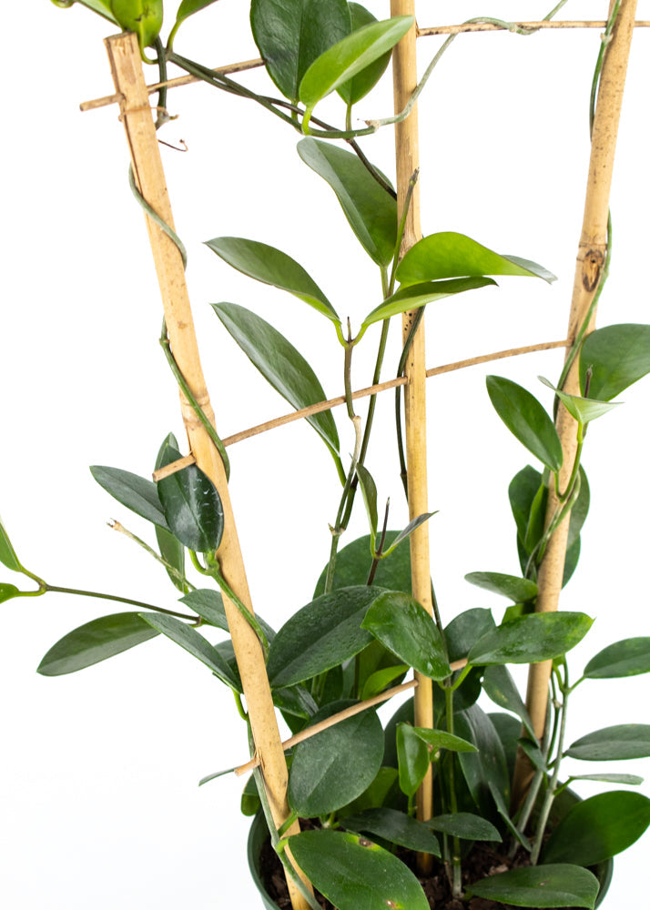 Hoya Australis Trellis