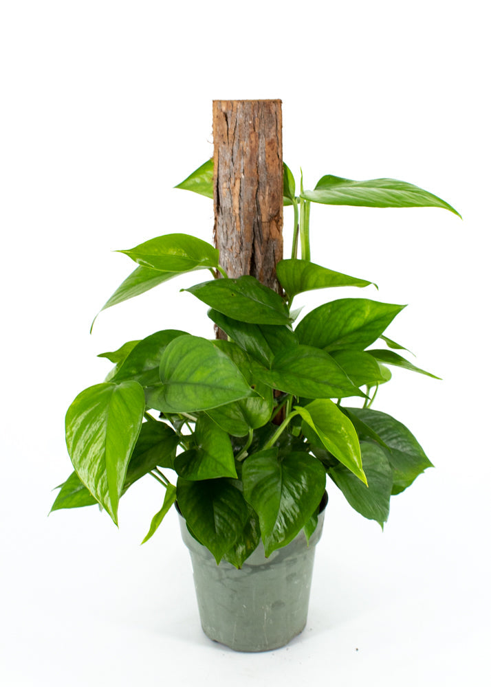 Emerald Pothos Totem Pole