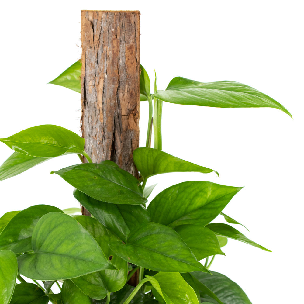 Emerald Pothos Totem Pole