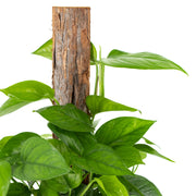 Emerald Pothos Totem Pole