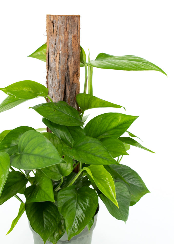 Emerald Pothos Totem Pole