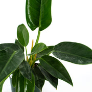 Philodendron "Green Congo" (Philodendron tatei)