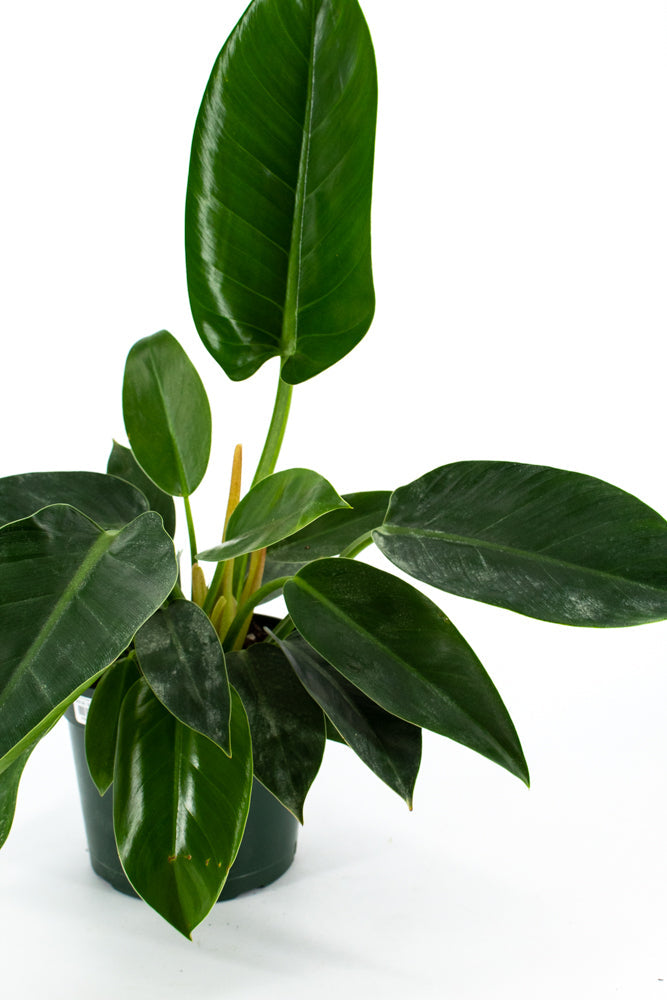 Philodendron "Green Congo" (Philodendron tatei)