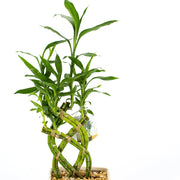 Lucky Bamboo
