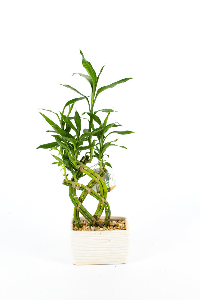 Lucky Bamboo