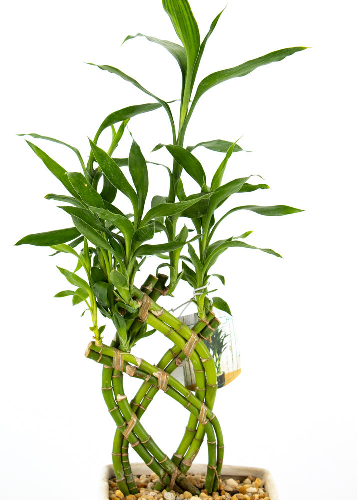 Lucky Bamboo