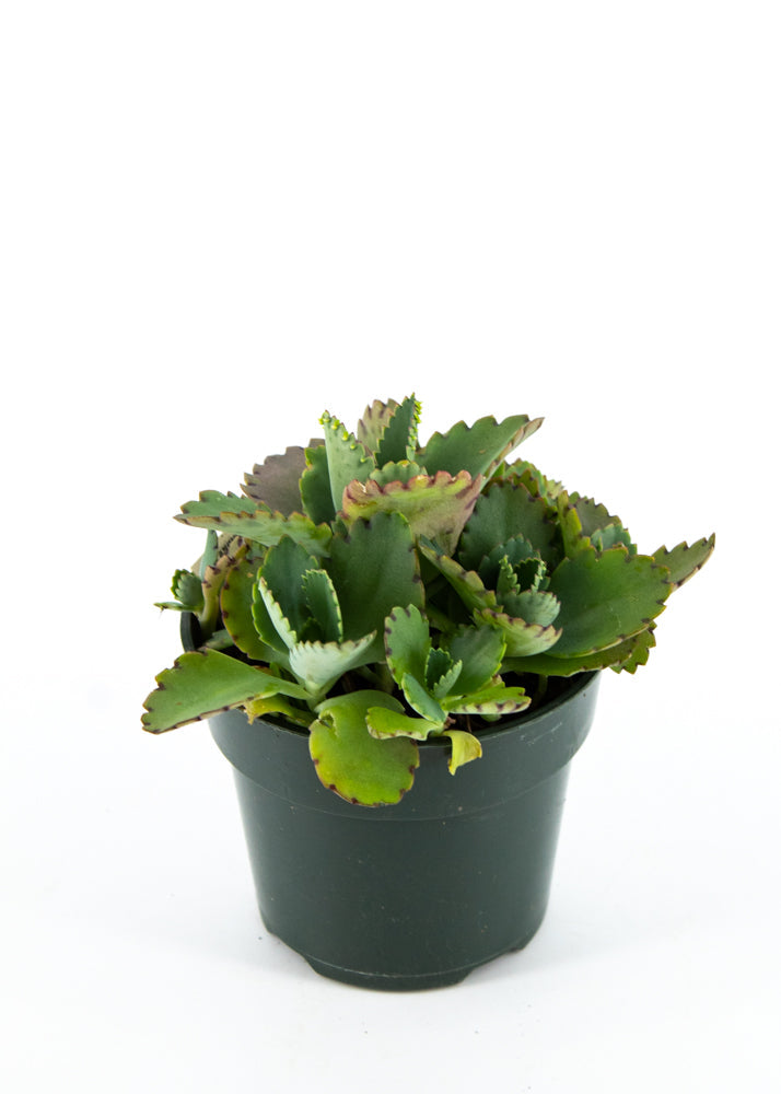 Calandiva "Widow's-thrill" Kalanchoe blossfeldian