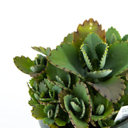 Calandiva "Widow's-thrill" Kalanchoe blossfeldian