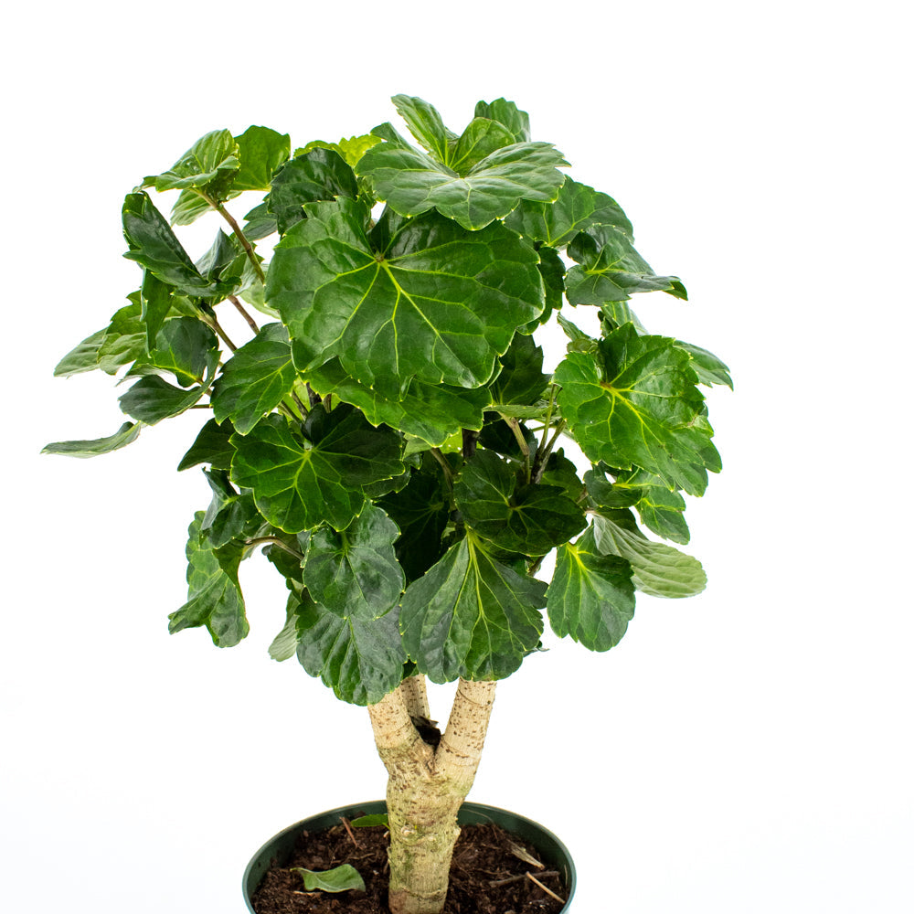 Aralia Balfour Lemon Lime