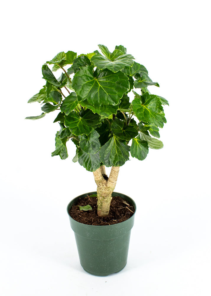 Aralia Balfour Lemon Lime