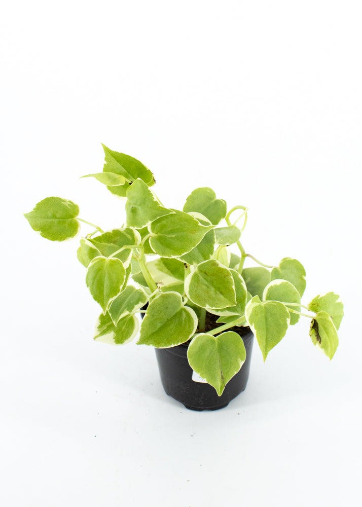 Peperomia Cupid