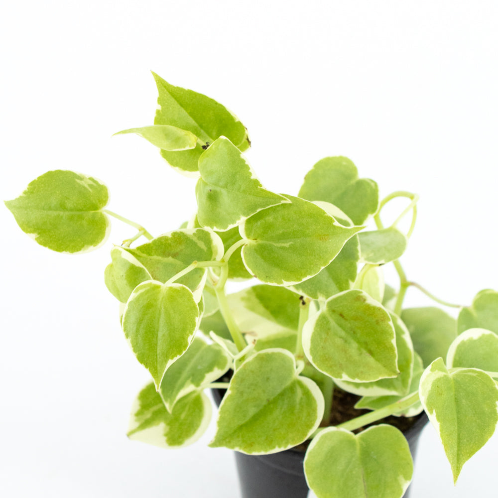 Peperomia Cupid