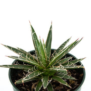 Agave Leopoldii