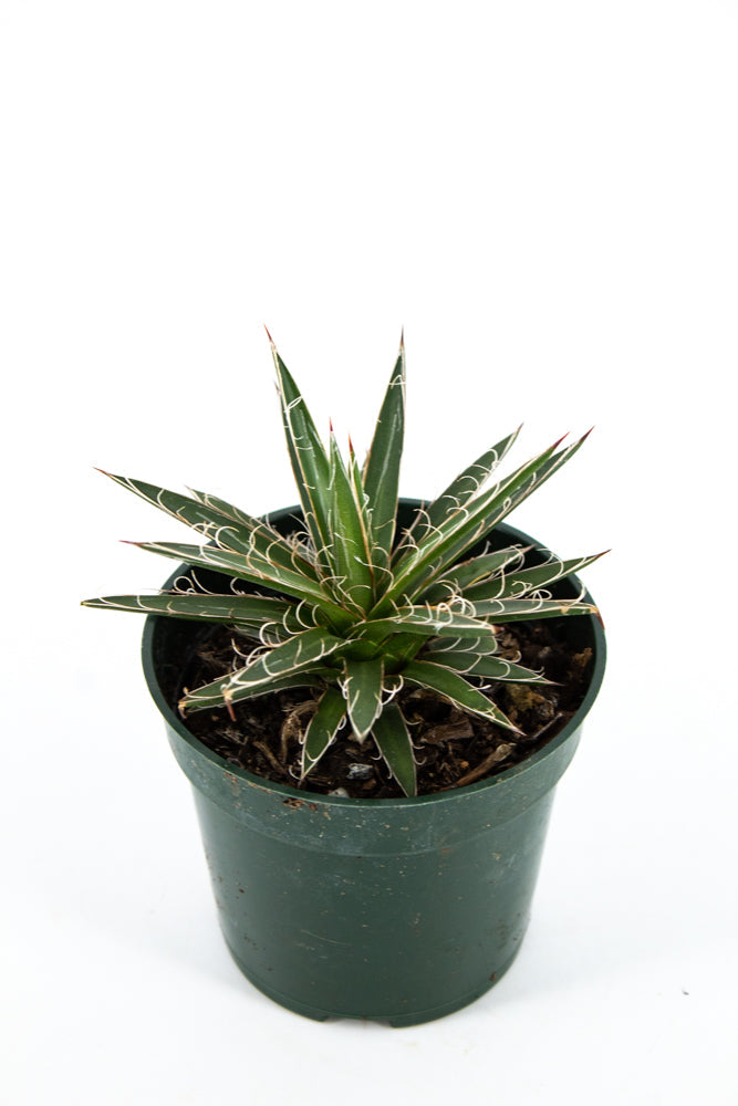 Agave Leopoldii