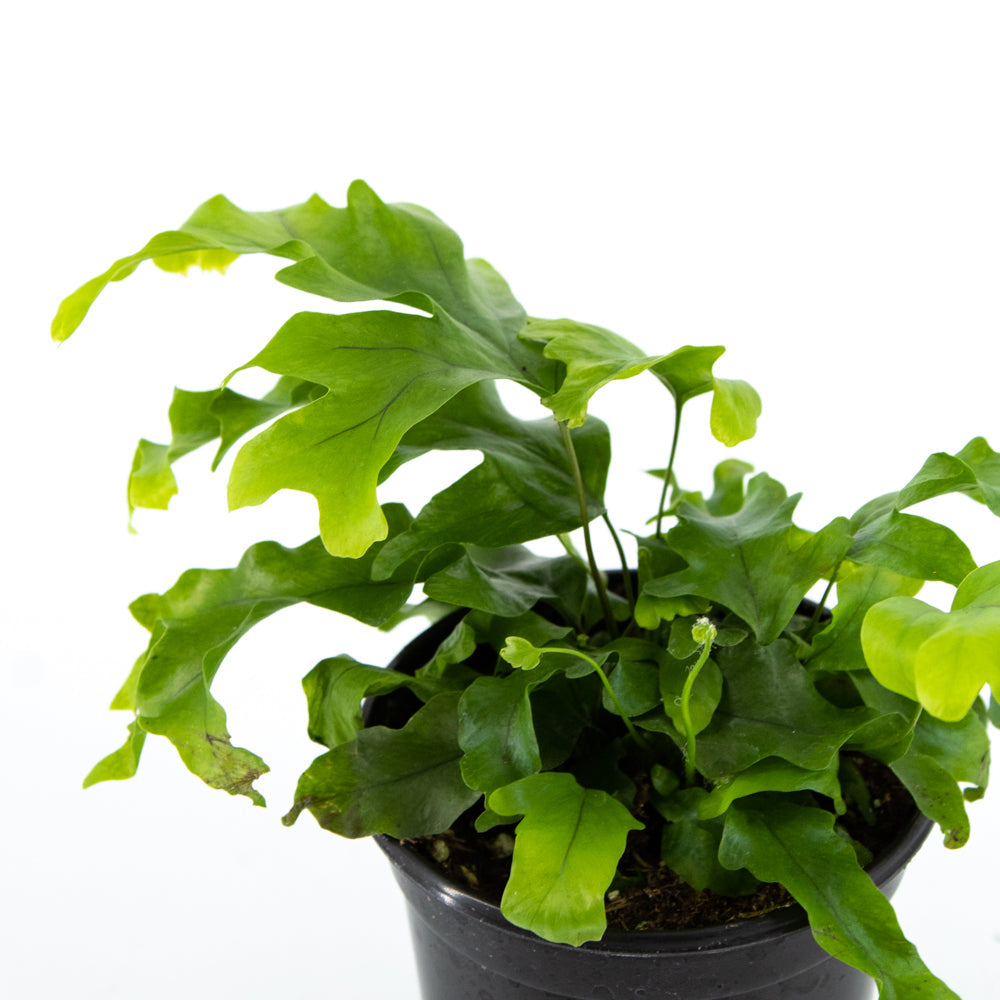 Nicolas Diamond Fern (Phlebosia)