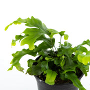 Nicolas Diamond Fern (Phlebosia)