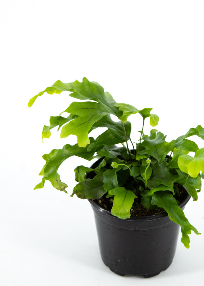 Nicolas Diamond Fern (Phlebosia)
