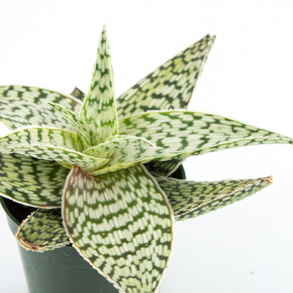 Aloe Delta Light