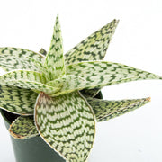 Aloe Delta Light