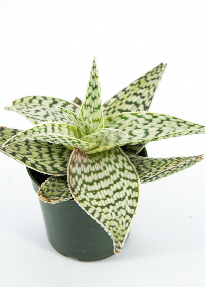 Aloe Delta Light