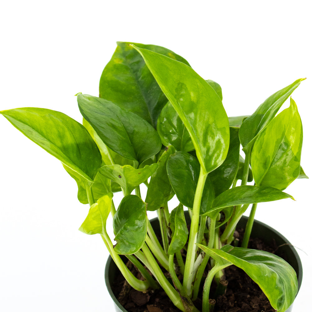 Pothos "Emerald" (Epipremnum aureum)