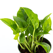 Pothos "Emerald" (Epipremnum aureum)