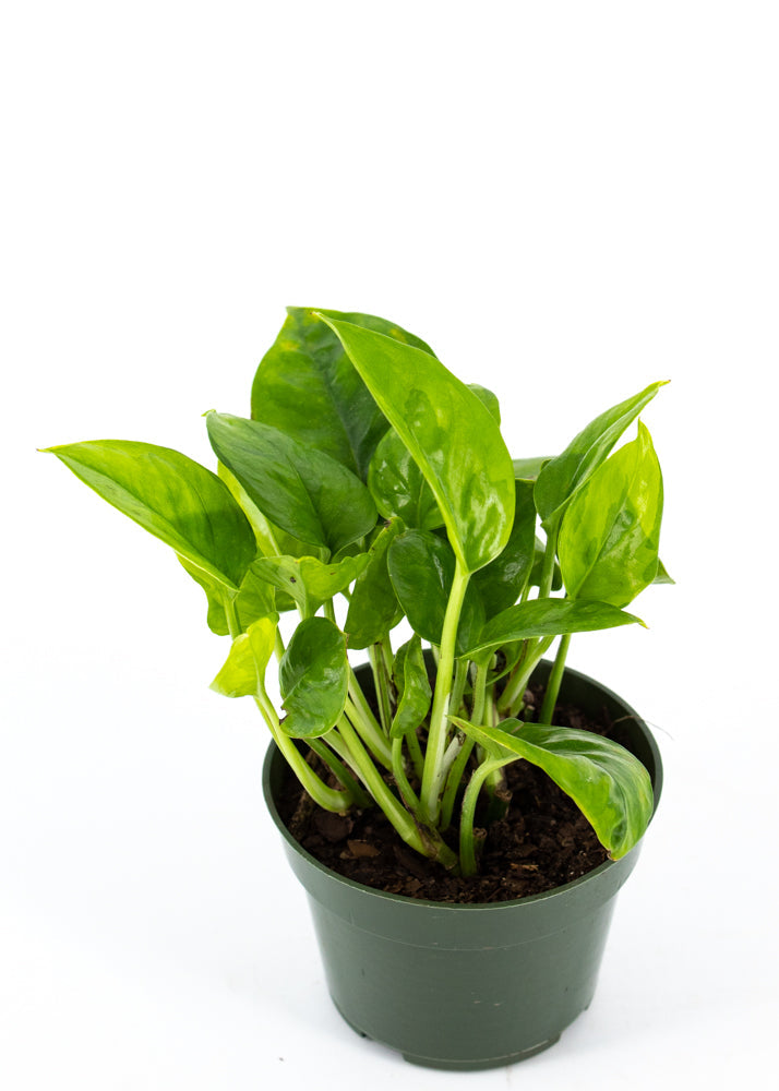 Pothos "Emerald" (Epipremnum aureum)
