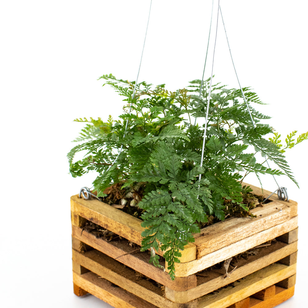 Fern in Hanging Wooden Crate