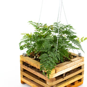 Fern in Hanging Wooden Crate