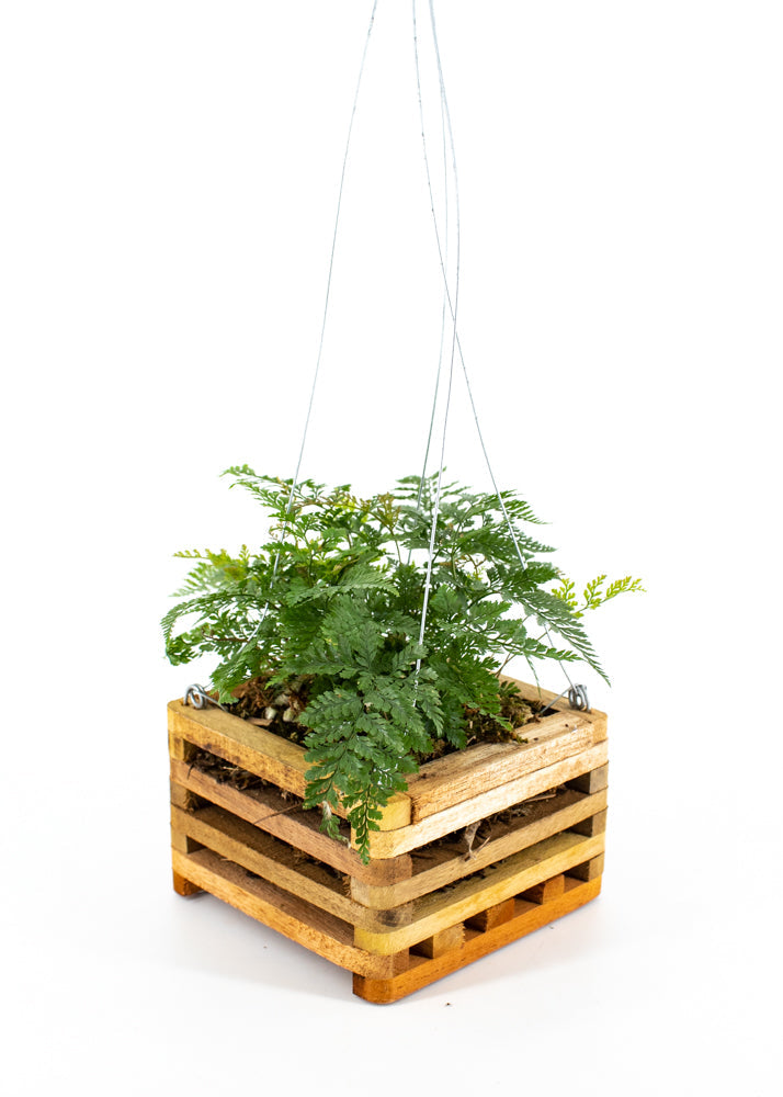 Fern in Hanging Wooden Crate