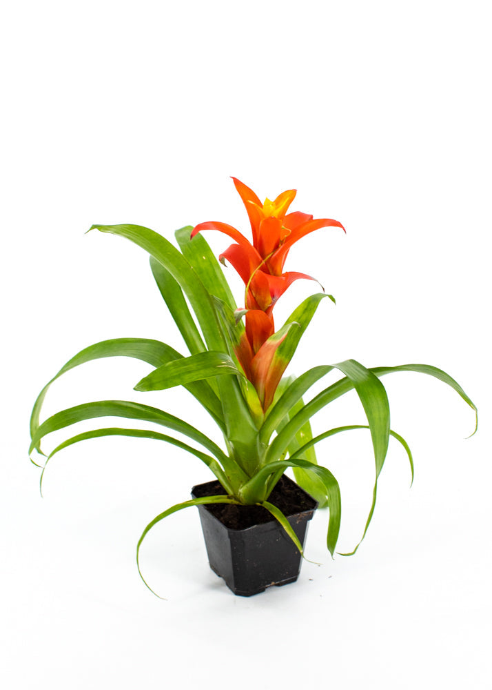Bromeliad