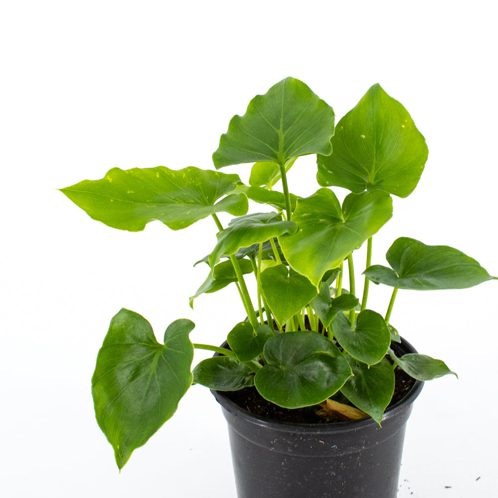 Philodendron Shangri La Hybrid