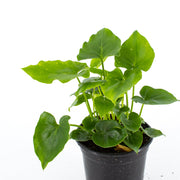 Philodendron Shangri La Hybrid