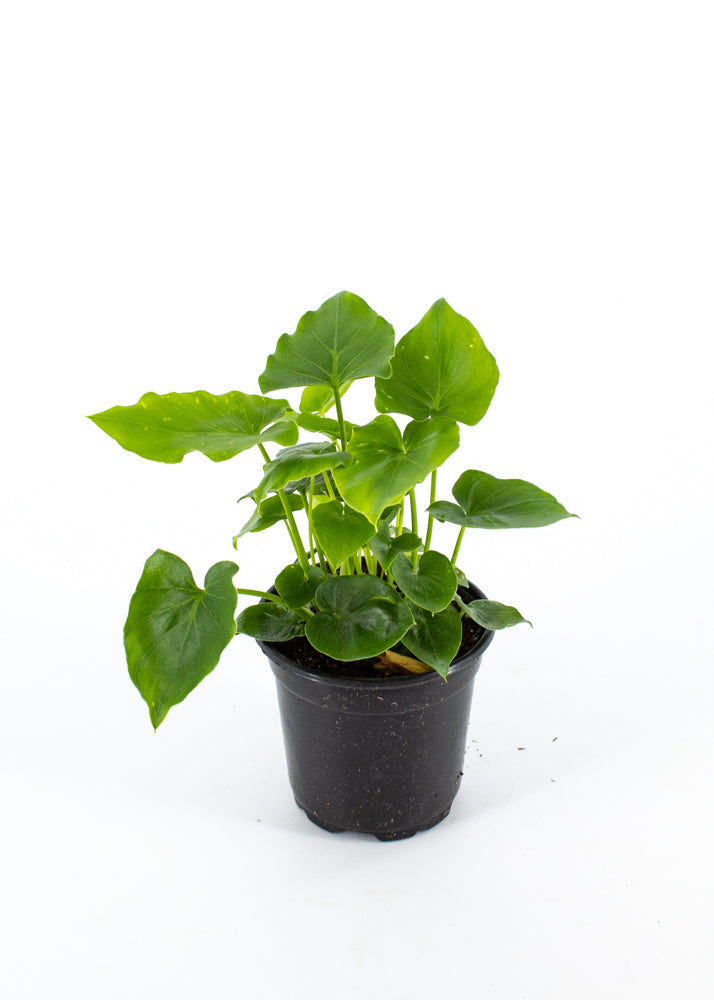 Philodendron Shangri La Hybrid