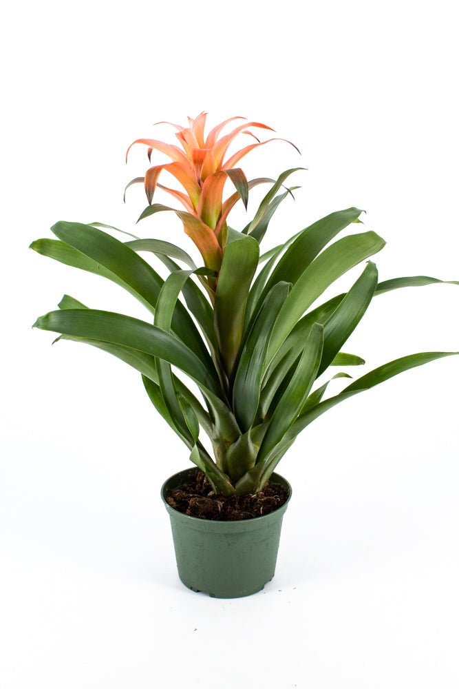 Bromeliad