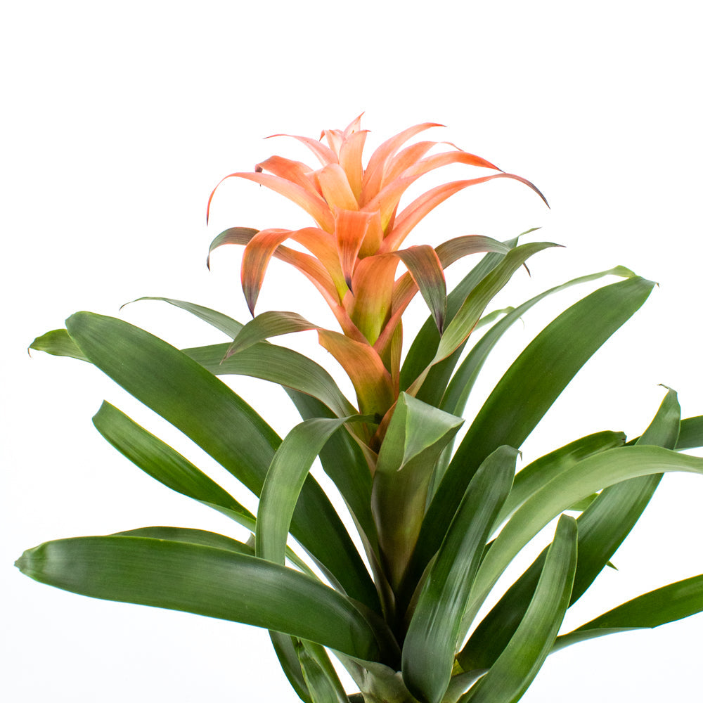 Bromeliad
