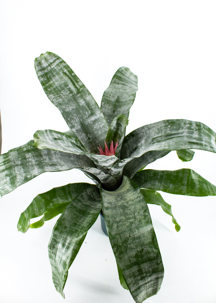Bromeliad Silver Vase