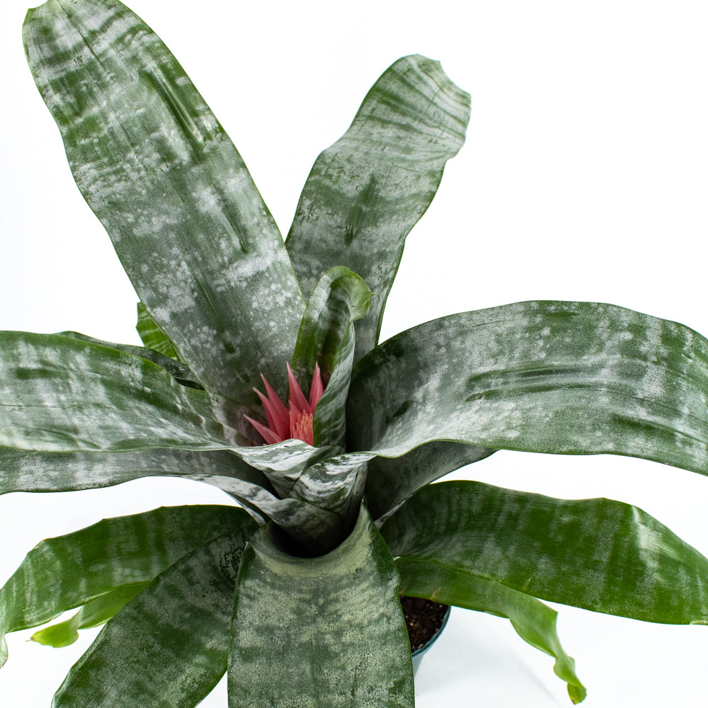 Bromeliad Silver Vase