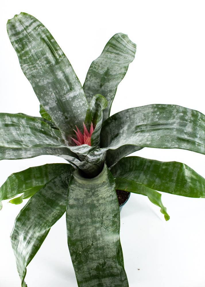 Bromeliad Silver Vase