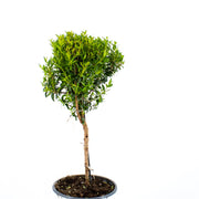 Myrtle Topiary