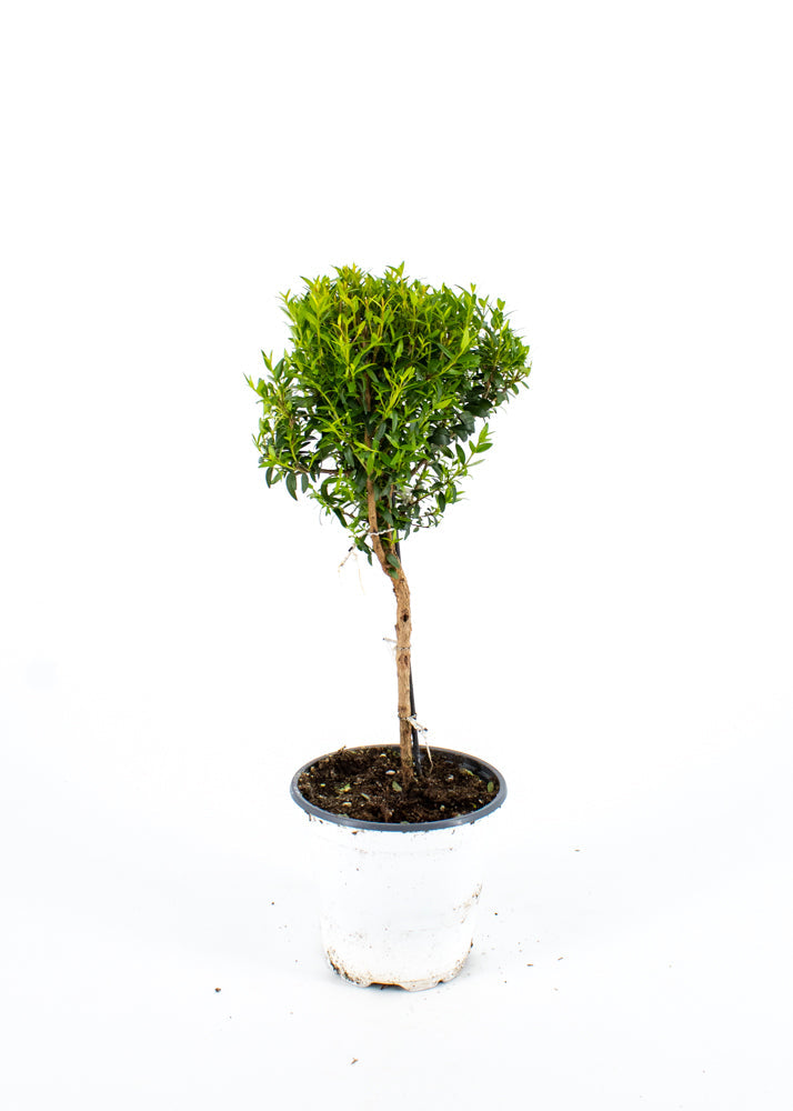 Myrtle Topiary